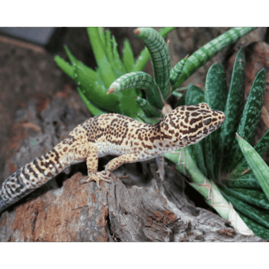 Tremper Albino