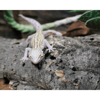 Leopardgecko aus der Lizard Lounge