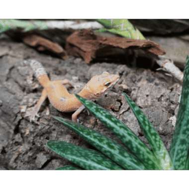 Leopardgeck oaus der Lizard lounge
