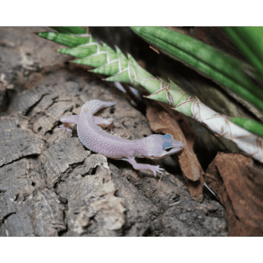 Blazing Blizzard Leopardgecko aus der Lizard Lounge