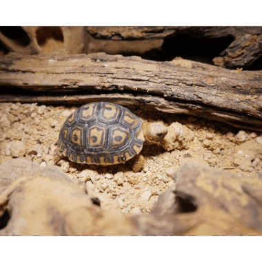 Pantherschildkröten