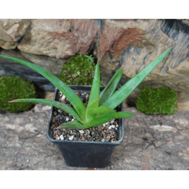 Aloe