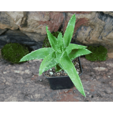 Eine Coole Aloe fürs Terrarium