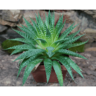 Haworthiopsis fasciata