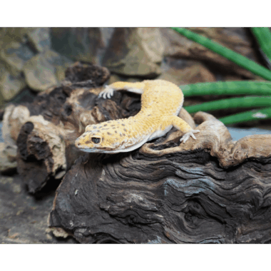 Leopardgecko Männchen