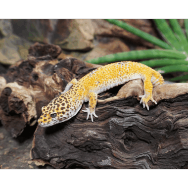 Giant Leopardgecko