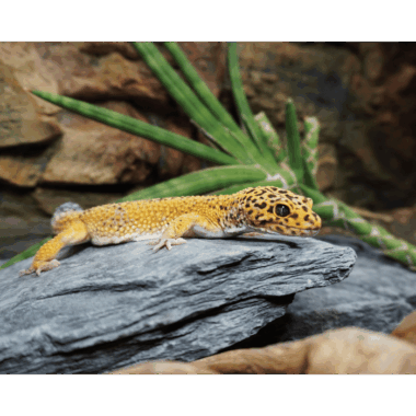 Giant Leopardgecko