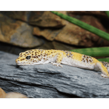 Giant Leopardgecko