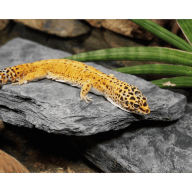 Leopardgecko Männchen