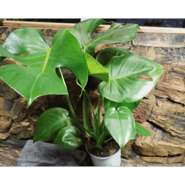 Monstera