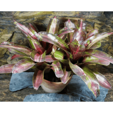 Neoregelia 'Zoe Fireball'