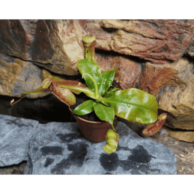 Nepenthes
