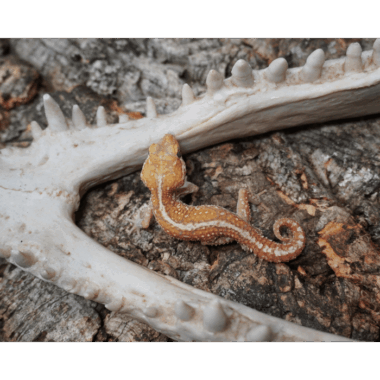Albino Großkopfgecko