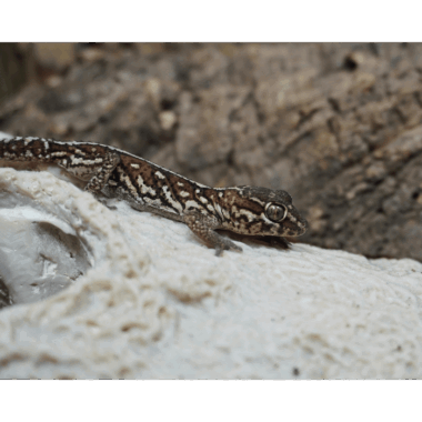 Großkopf gecko