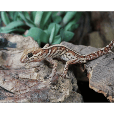 Creme Striped Großkopf gecko