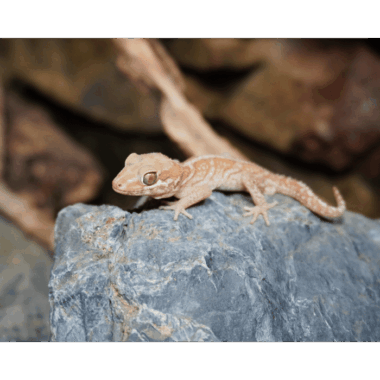 Creme Großkopfgecko