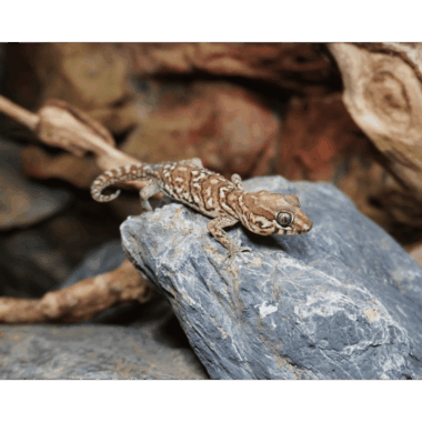 Großkopfgecko