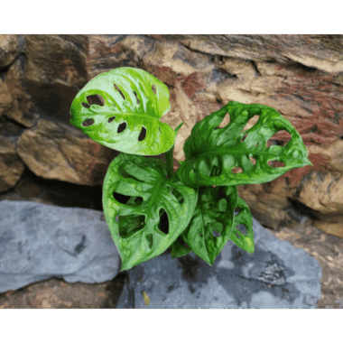 Monkey Leaf