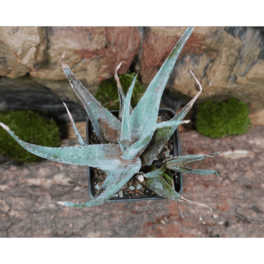 Aloe Hybride