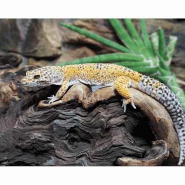 Giant Leopardgecko