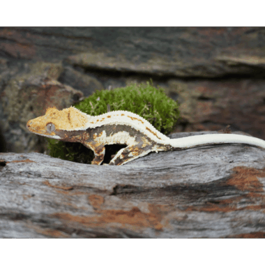 Lillywhite Tricolor Kronengecko