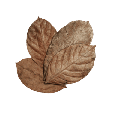 Jackfruit Leaves fürs Terrarium