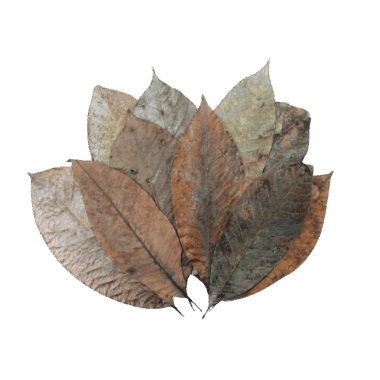 Rubber leaves