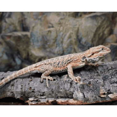 Bartagame Orange