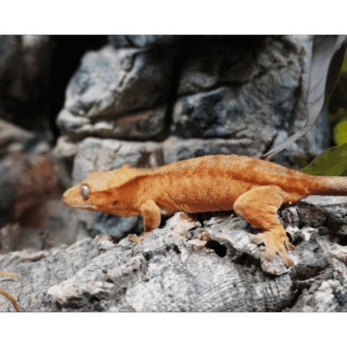 Orange Tiger Kronengecko