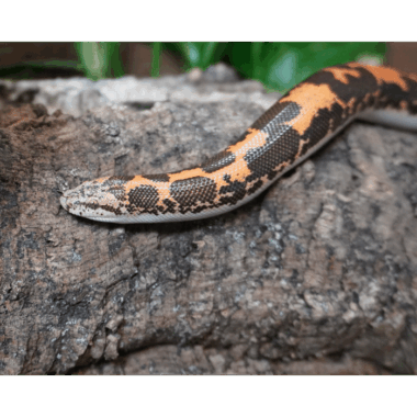 Ägyptische Sandboa