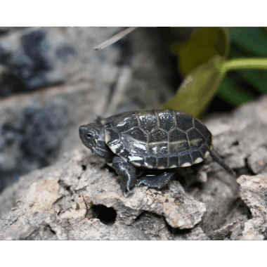 Baby Dreikielschildkröte
