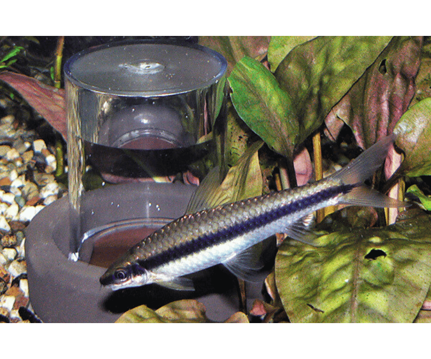 Söchting Oxydator foto1