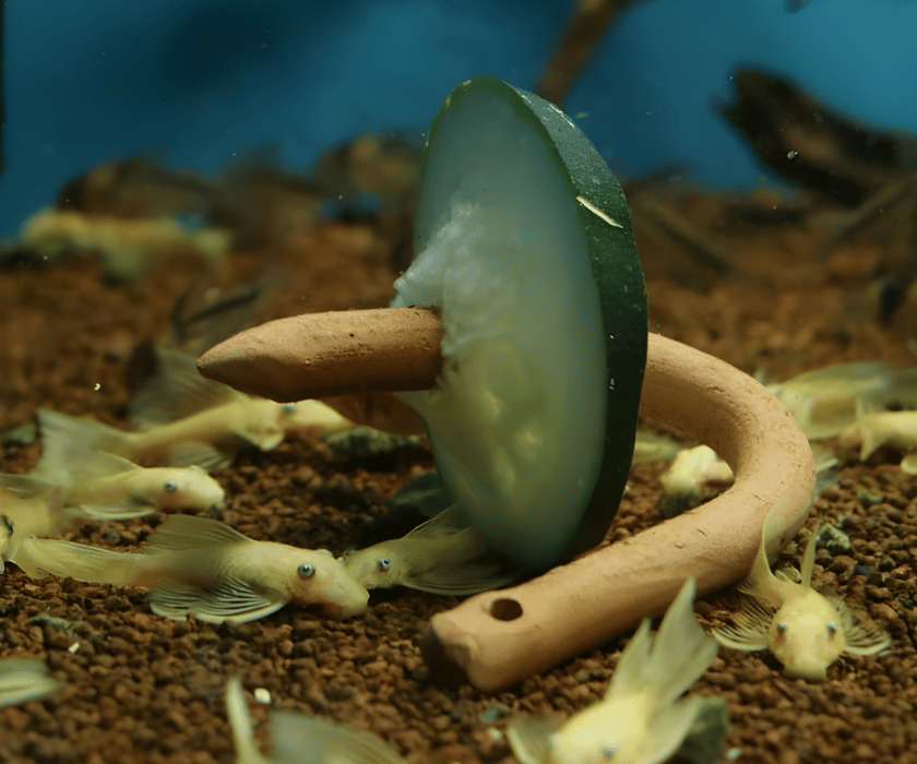 Feeding Hook fürs Aquarium