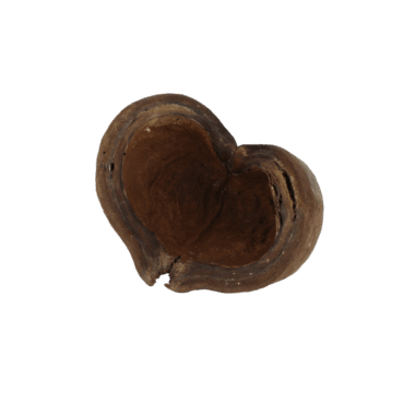 Thelambu Schote für jegliches einsetzbar