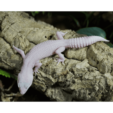 Blazing Blizzard Leopardgecko