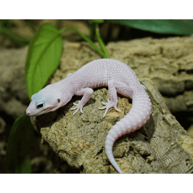 Blizzard Leopardgecko