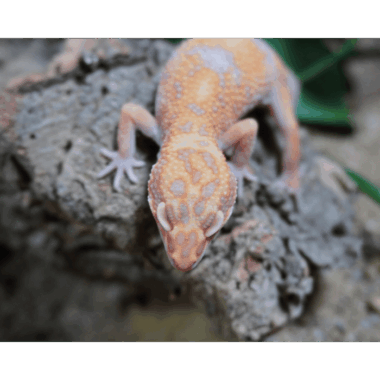 Ein Electric Sunglow Leopardgecko