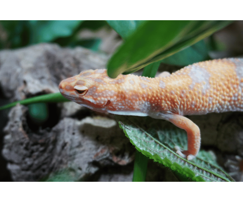 Electric Sunglow 2.3