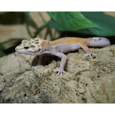Reverse Stripe Gecko