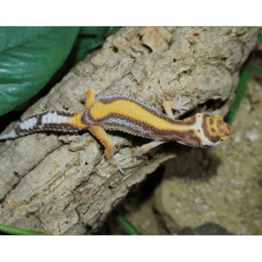 Seltner Reverse Stripe