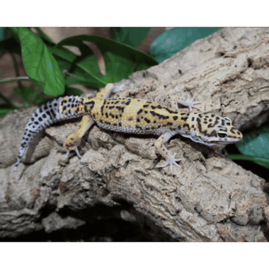 Leopardgecko Snow-MIX ♀