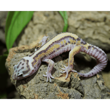 Striped Gecko
