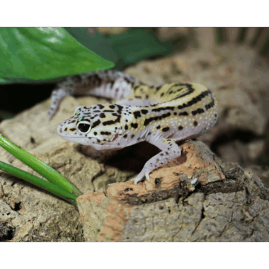 Blackeyed Leopardgecko