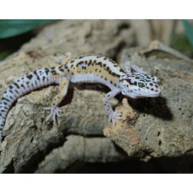 Snowstripe Morph