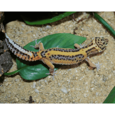 Striped Gecko