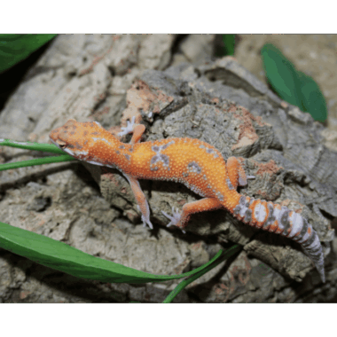 Tangerine Gekco