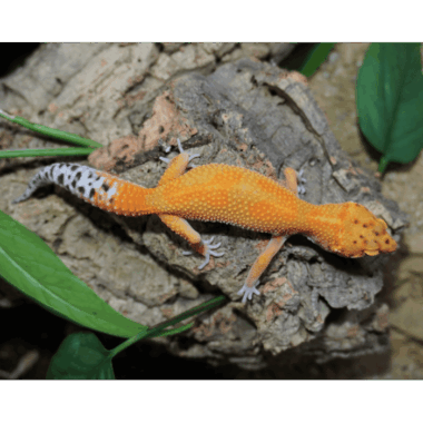Carrottail Leopardgecko