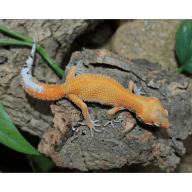 Tangerine Leopardgecko