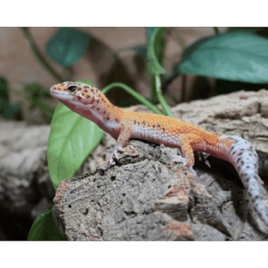 Rainwater Snow auf Tangerine