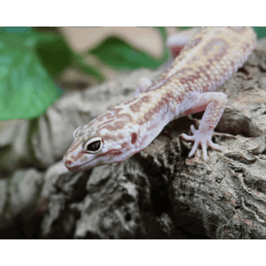 Tremper Leopardgecko